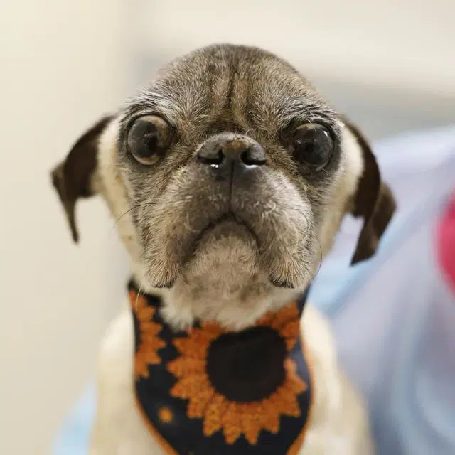 Paco image 1