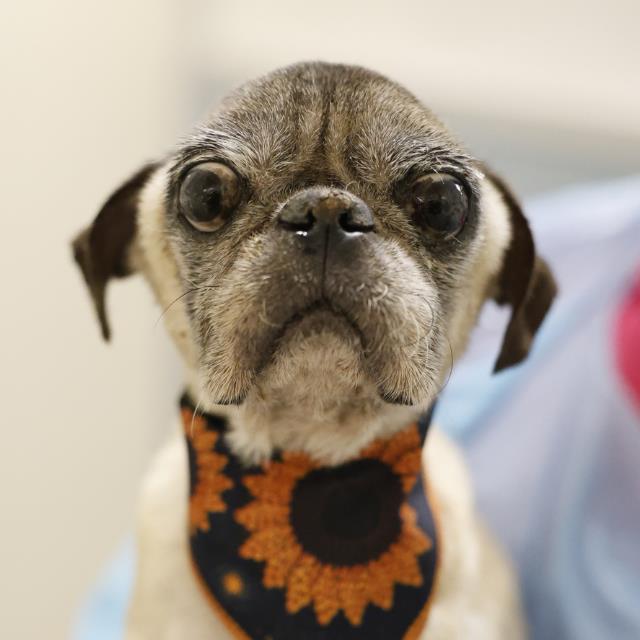 Paco