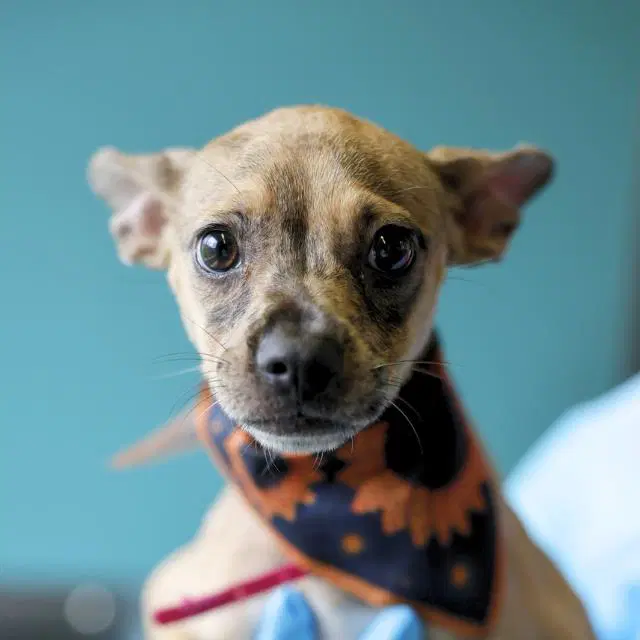 Princess - Chihuahua