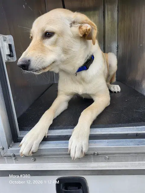 Unknown - Labrador Retriever