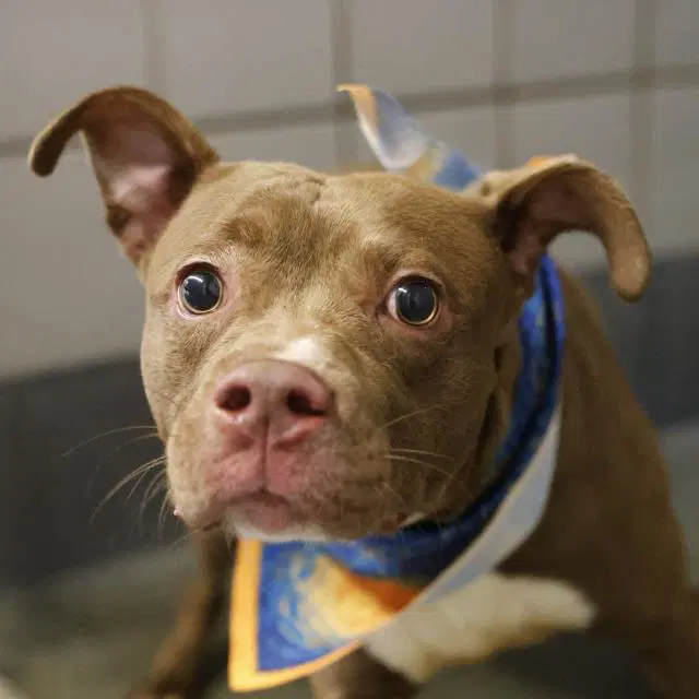 Bruno - American Staffordshire Terrier