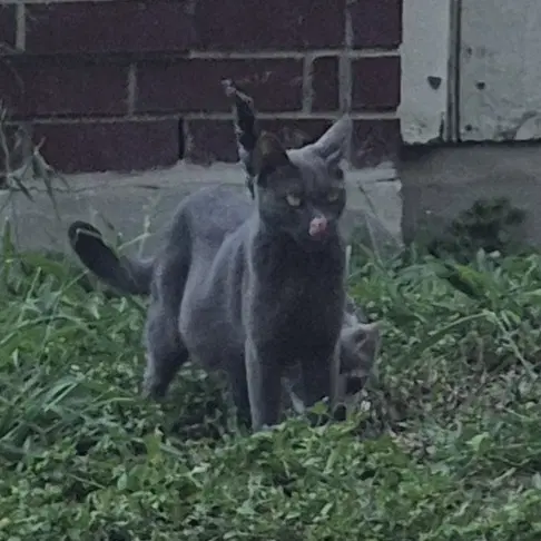 Emmy - Domestic Short Hair
