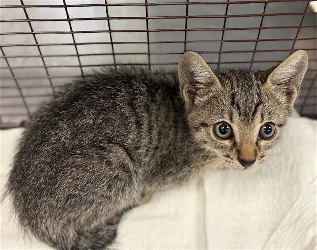 Abraham - Domestic Short Hair
