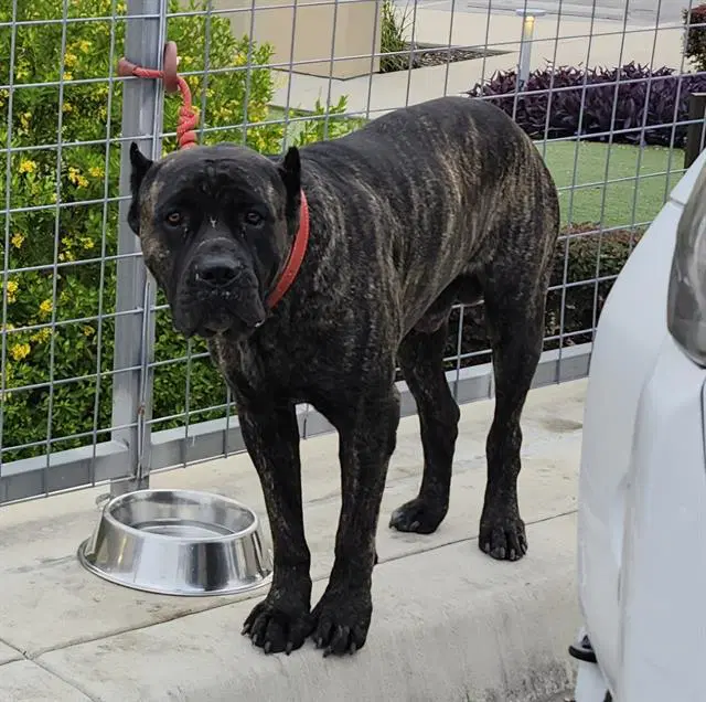 Zeus - Bullmastiff