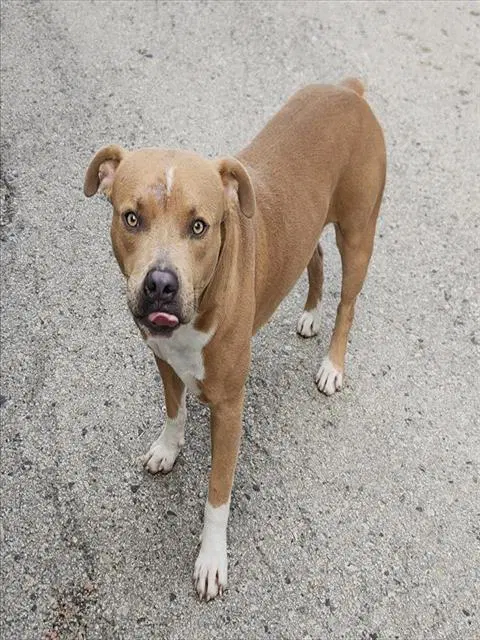 Finn - American Staffordshire Terrier