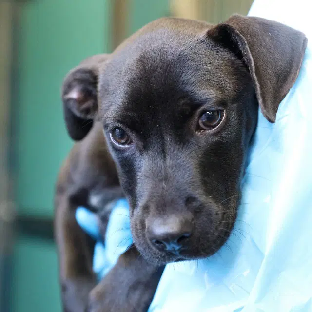 Elva - American Staffordshire Terrier