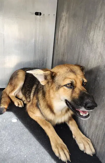Macy - German Shepherd Dog
