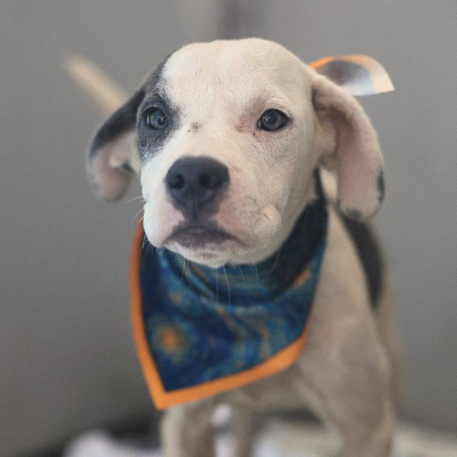 LAIKA