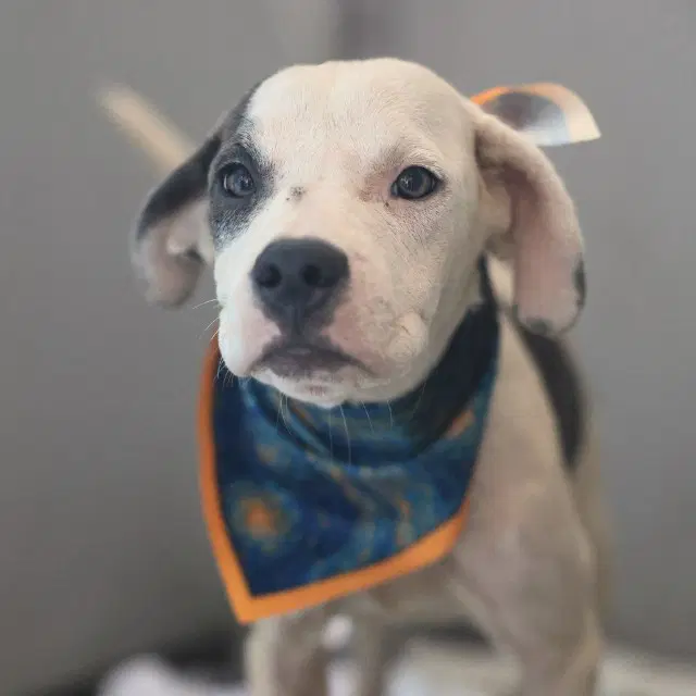 Laika - American Staffordshire Terrier