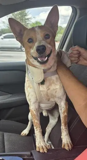 Rocky - Australian Cattle Dog/Blue Heeler