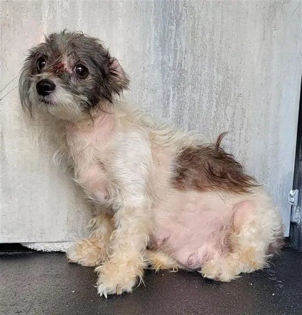 Emily - Shih Tzu