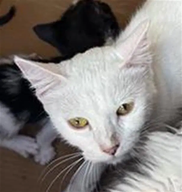 Ciri - Domestic Short Hair