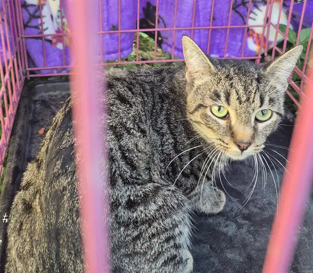 Houston - Domestic Medium Hair
