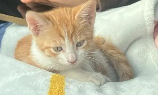 Liz - Domestic Short Hair