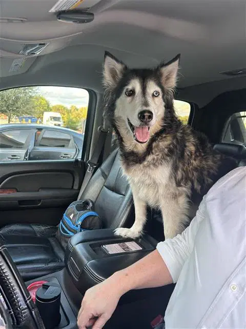 Lulu - Siberian Husky