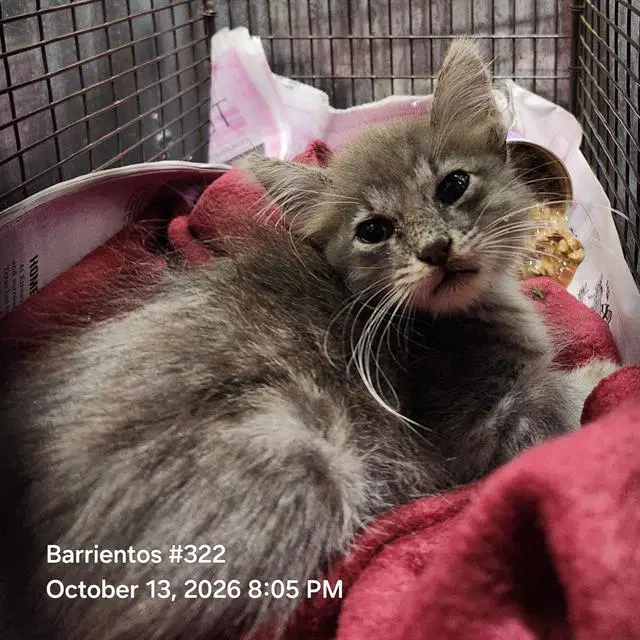 Milton - Domestic Medium Hair