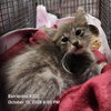 MILTON — San Antonio, TX Adoption