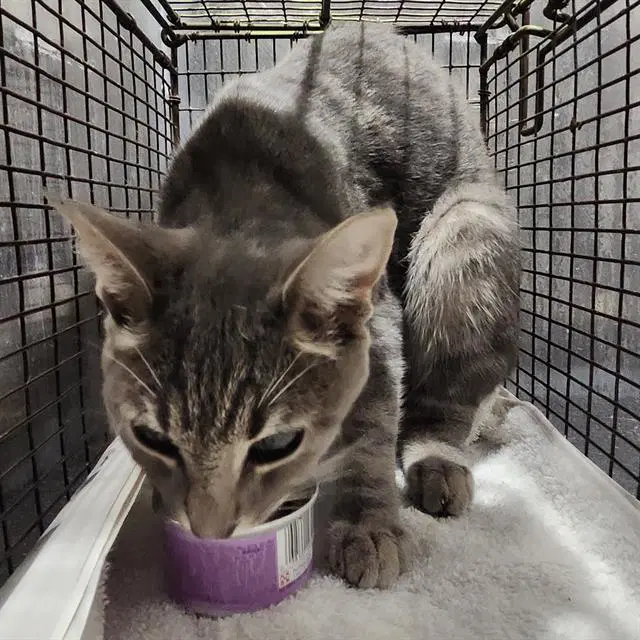 Aurora - Domestic Short Hair