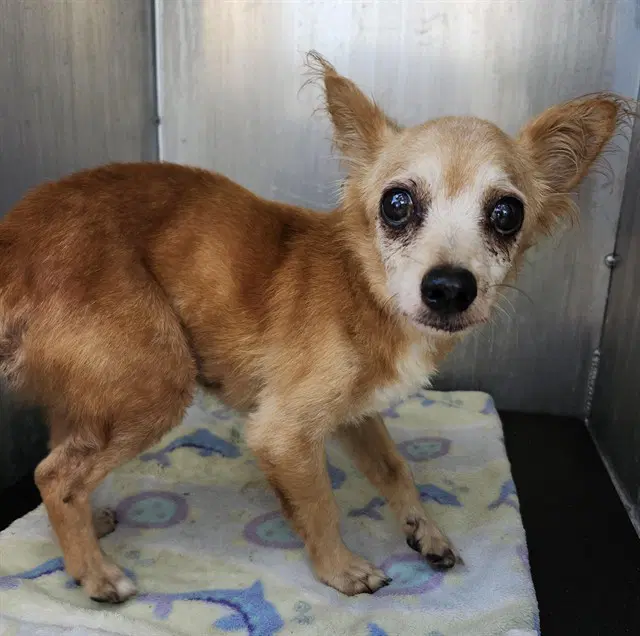 Jolene - Chihuahua