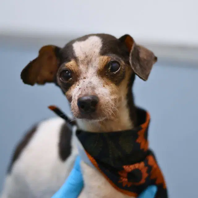 Pinto - Chihuahua