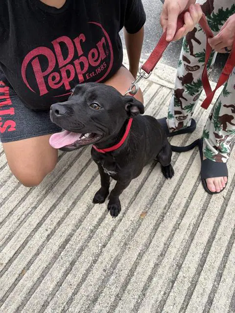 Piko - American Staffordshire Terrier