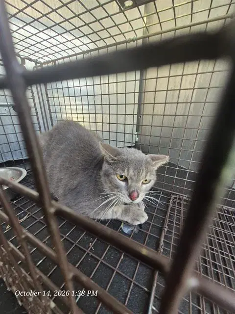 Unknown - Domestic Short Hair