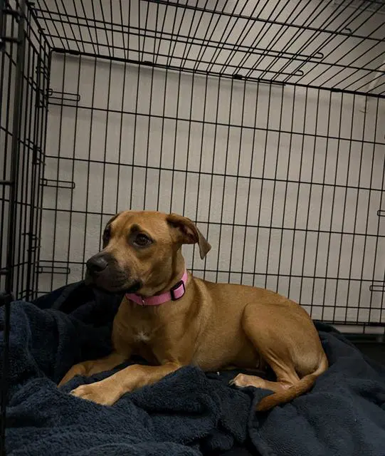 Honey - American Staffordshire Terrier