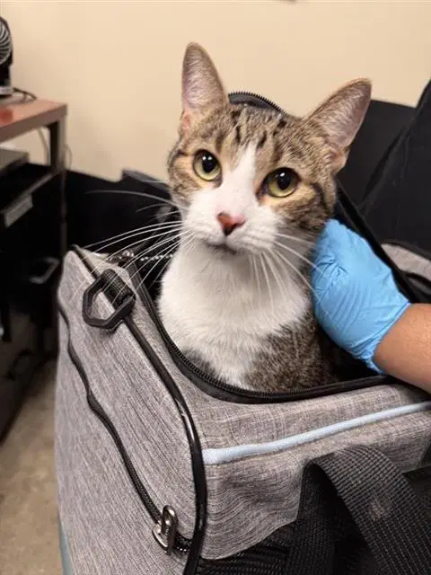 Mochi - Domestic Short Hair