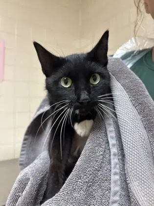 Wednesday - Domestic Short Hair