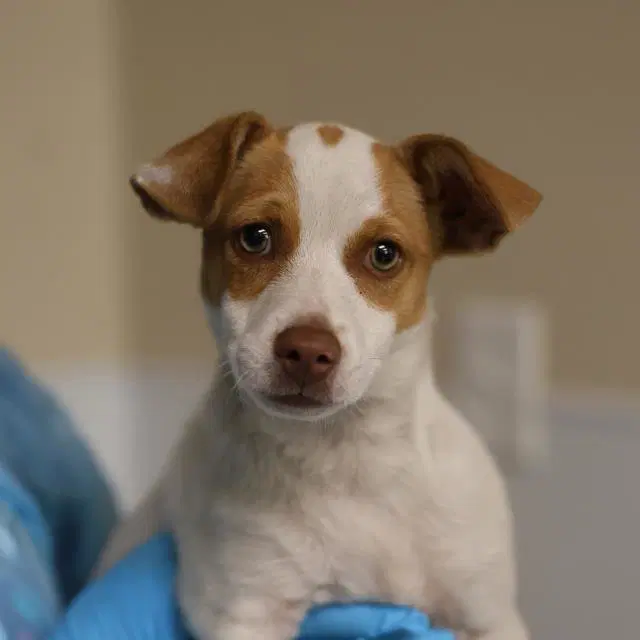 Elvis - Terrier