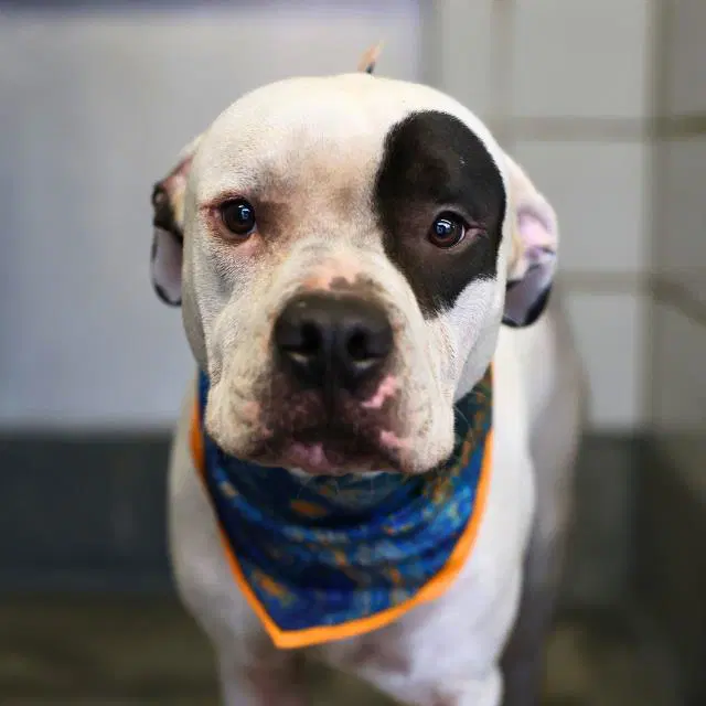 Ralph image 1