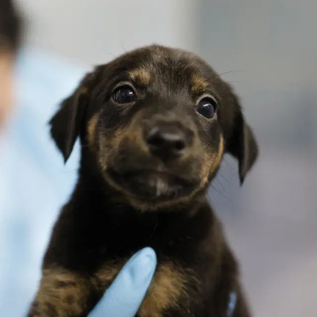 Opal - Doberman Pinscher