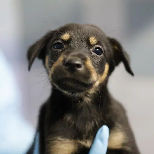 Pearl - Doberman Pinscher