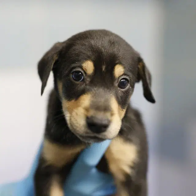 Diamond - Doberman Pinscher