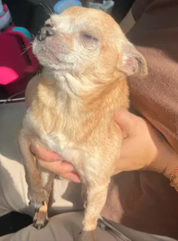 Barko Antonio - Chihuahua