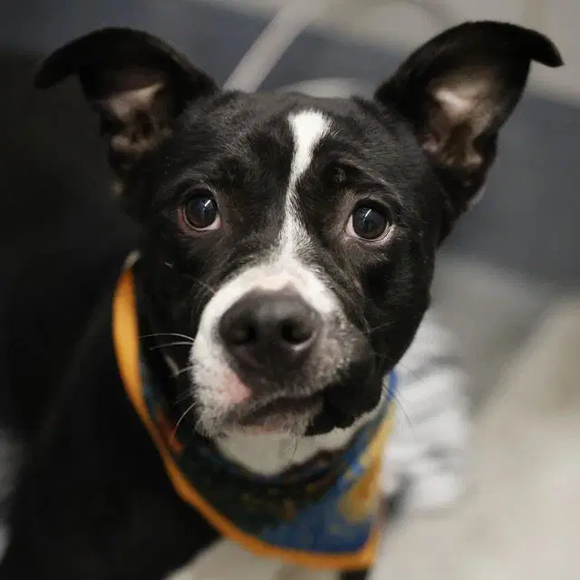 Julie - American Staffordshire Terrier