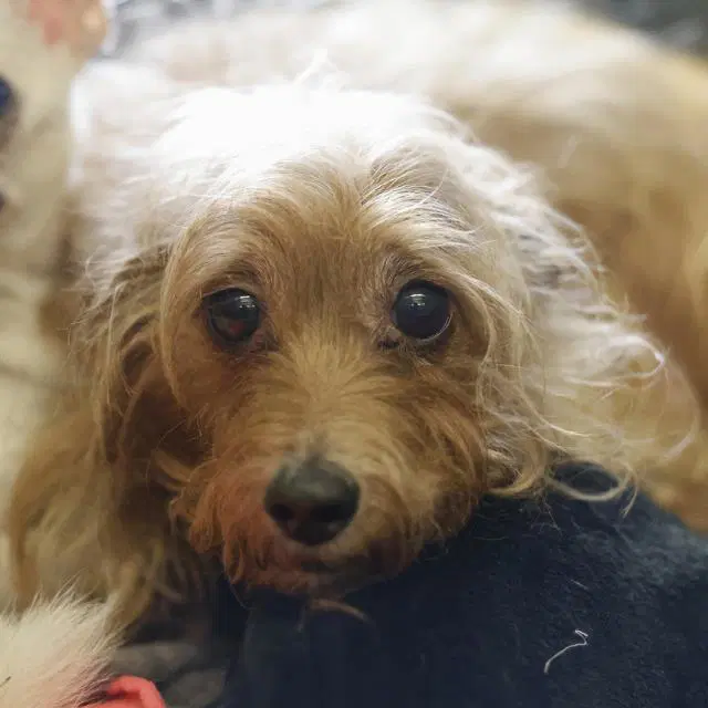 Brownie - Norfolk Terrier
