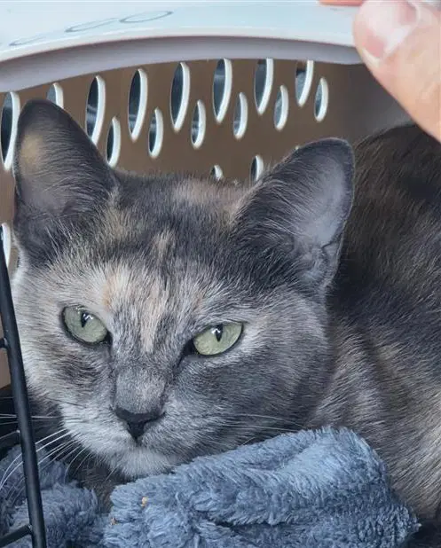 Ivy - Domestic Short Hair