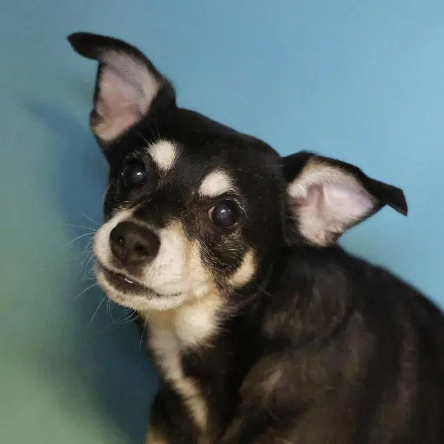 Griswald - Chihuahua