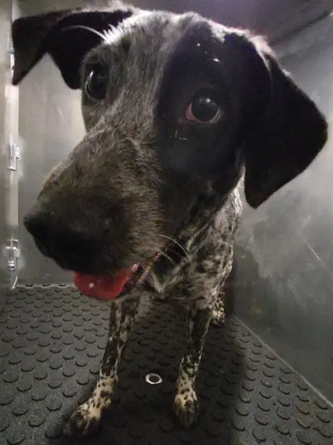 Bird - Australian Cattle Dog/Blue Heeler