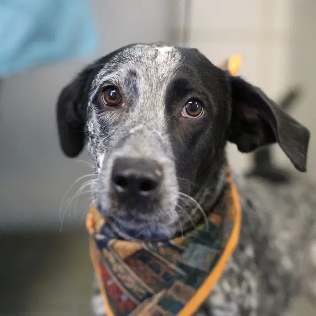 Bird - Australian Cattle Dog/Blue Heeler