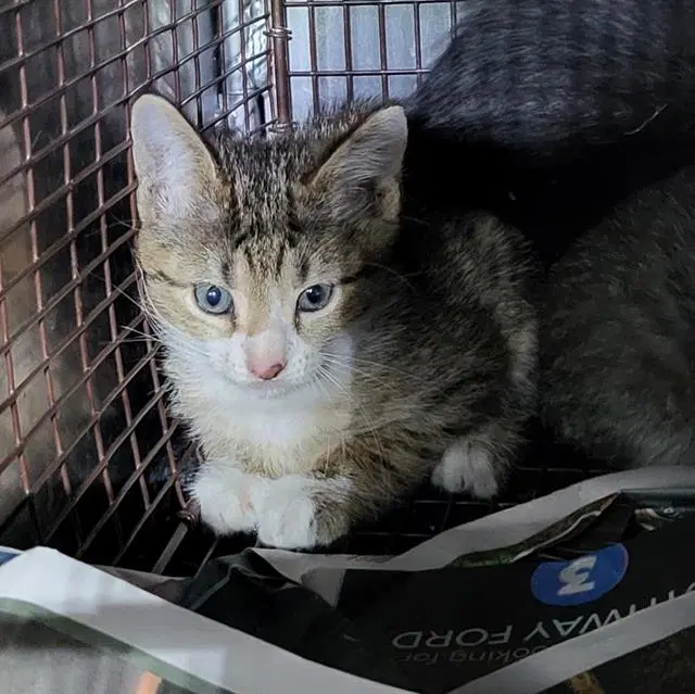 Victor - Domestic Short Hair