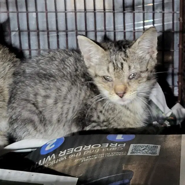 Vincent - Domestic Short Hair