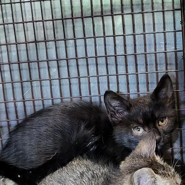 Venice - Domestic Short Hair