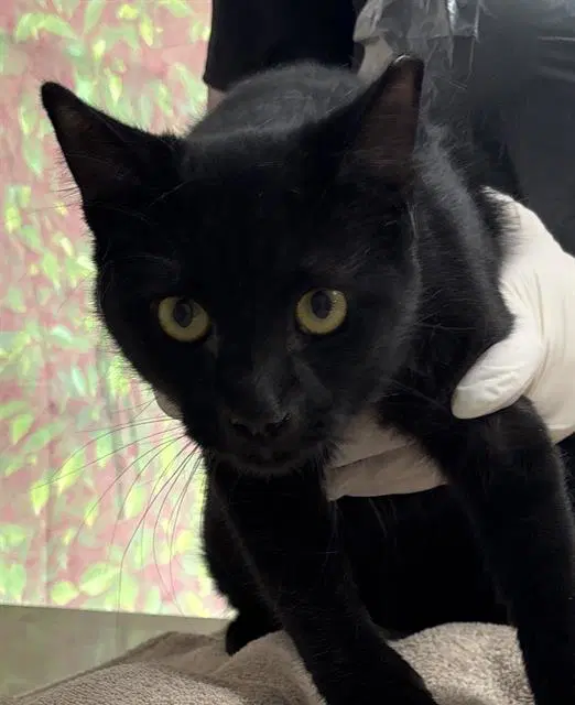 Topaz - Domestic Short Hair