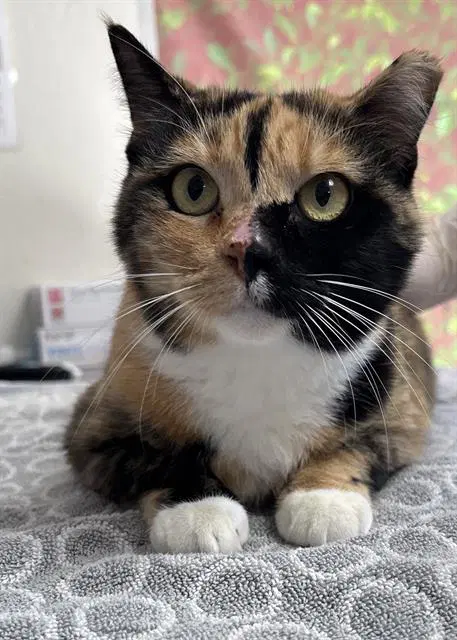 Crimson - Domestic Short Hair