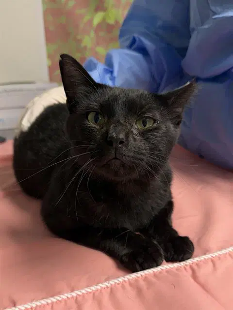Acorn - Domestic Short Hair