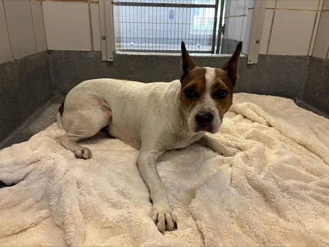 Lake - Jack Russell Terrier (Parson Russell Terrier)