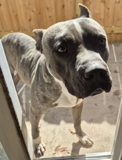 Boss - American Staffordshire Terrier