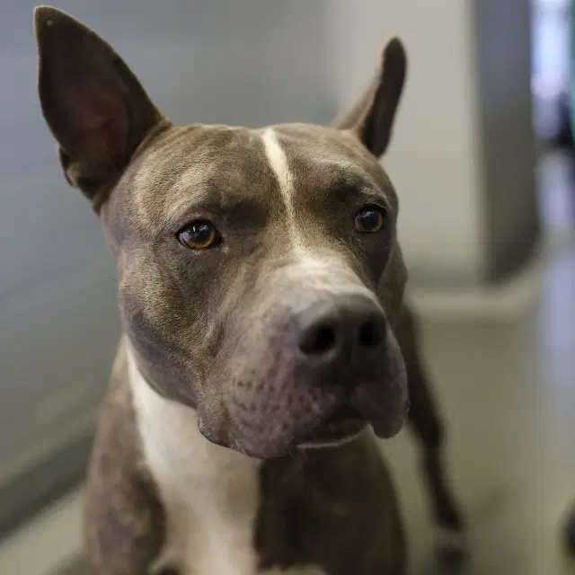 Boss - American Staffordshire Terrier